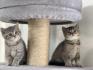 Demnächst abgabebreit! Zwei BKH Kitten, Katzen-Mädchen mit Stammbaum, Impfung, Gesundheitszeugnis