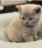 Aus 23jähriger Hobbyzucht 6 wunderschöne British Kurzhaar-Kitten  mit Stammbaum,