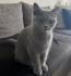 BKH Kater 5 Monate Alt