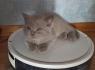 BKH Kitten Katerchen