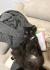 Dringend!!! Junge Sibirische waldkatze / Ragdoll geschwister suchen neues zuhause