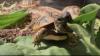 Kleine Landschildkröte NZ 25