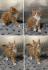 Maine Coon Babys suchen liebevolles Zuhause
