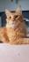 Maine Coon XXL Kater 1 Jahr sucht liebevolle Familie