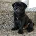 Mops Welpen, Familienhund, Hundewelpen, Begleithund, pflegeleicht, verspielt, freundlich.