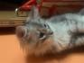 Main Coon Kitten reinrassig