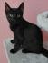 🐾 Jungkater abzugeben – 150 € VB 🐾