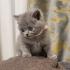 Zucker süße kitten zum Reservieren