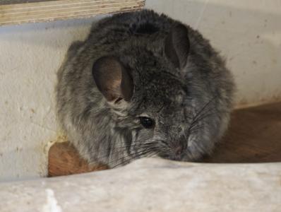 🐭 Zwei Chinchillas in liebevolle und erfahrene Hände abzugeben 🐭