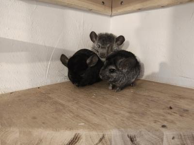 🐭 Zwei Chinchillas in liebevolle und erfahrene Hände abzugeben 🐭