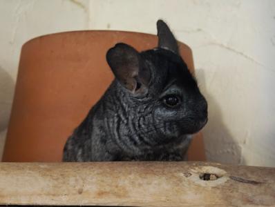 🐭 Zwei Chinchillas in liebevolle und erfahrene Hände abzugeben 🐭