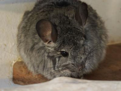 🐭 Zwei Chinchillas in liebevolle und erfahrene Hände abzugeben 🐭