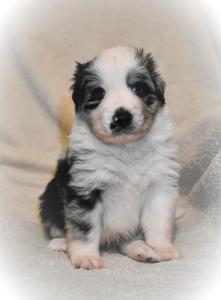 Australian Shepherd Mini Mix