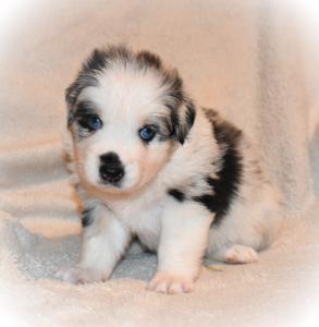 Australian Shepherd Mini Mix