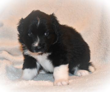 Australian Shepherd Mini Mix