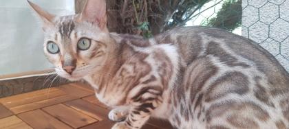 Bengalkatze mit Stammbaum und Zuchtfreigabe