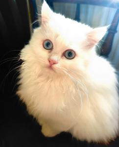 Bildschöner Schneeweißer Perser- BLH - Kater mit blauen Augen
