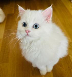 Bildschöner Schneeweißer Perser- BLH - Kater mit blauen Augen