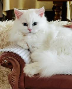 Bildschöner Schneeweißer Perser- BLH - Kater mit blauen Augen