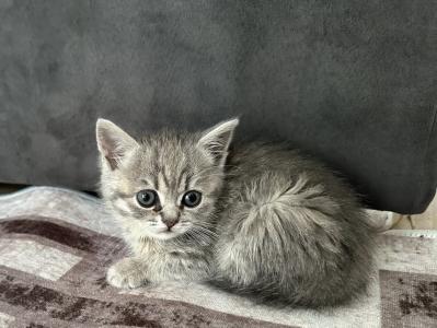 Bkh Kitten