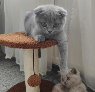 Bkh Stammbaum Kitten