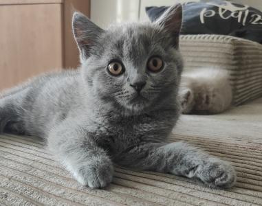 Bkh Stammbaum Kitten
