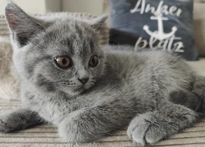 Bkh Stammbaum Kitten
