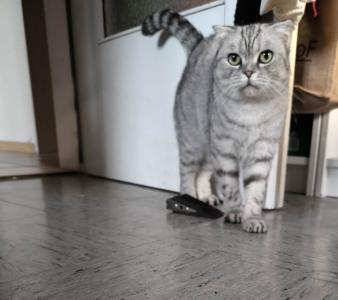 Bkh/scottisch fold mix sucht dringend neues Zuhause