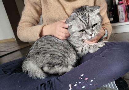 Bkh/scottisch fold mix sucht dringend neues Zuhause