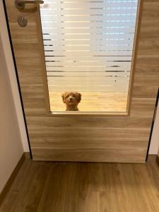 Cavapoohündin in liebevolle Hände abzugeben