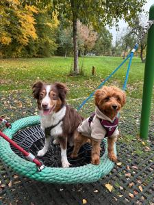 Cavapoohündin in liebevolle Hände abzugeben