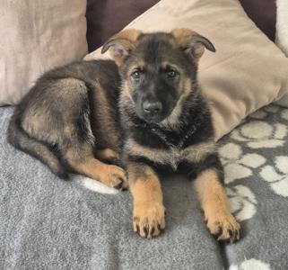 Deutscher Schäferhund Welpe