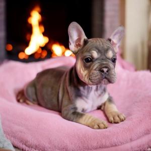 Französische Bulldoggen bezaubernde Welpen suchen ihr Zuhause
