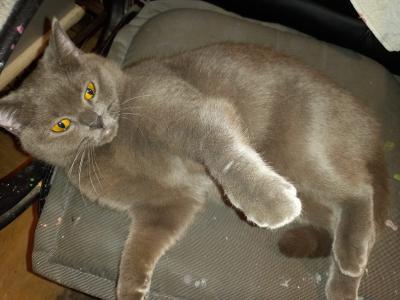 ♥️ Katze Kitty - BKH OHNE Papiere - sucht liebevolles Zuhause ♥️