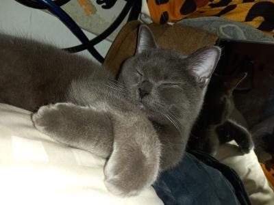 ♥️ Katze Kitty - BKH OHNE Papiere - sucht liebevolles Zuhause ♥️