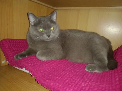 ♥️ Katze Kitty - BKH OHNE Papiere - sucht liebevolles Zuhause ♥️