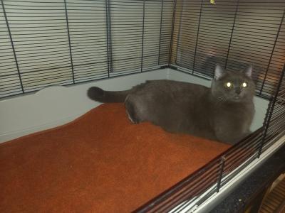 ♥️ Katze Kitty - BKH OHNE Papiere - sucht liebevolles Zuhause ♥️