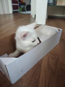 Katze lilly