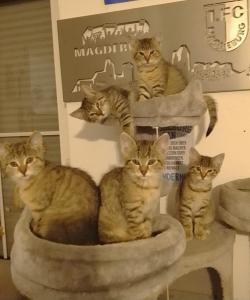 Katzenkinder 12 Wochen alt