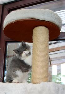 Kurzhaar-Perser-Kitten mit Stammbaum