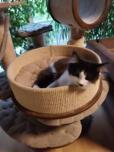 Maine Coon Kitten