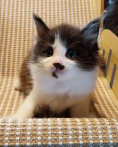 Maine Coon Kitten