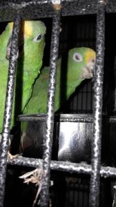 Panama-Gelbstirn-Amazonen-Hahn, 32 Jahre mit großem Käfig