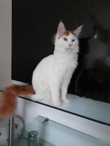 Reinrassige Maine Coon Kitten