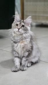Reinrassige Maine Coon Kitten