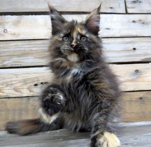 Reinrassige Maine Coon Kitten