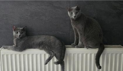 Reinrassige Russisch blau, kitten, champion linie, Weibchen, Stammbaum, Maine coon,