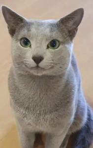 Reinrassige Russisch blau, kitten, champion linie, Weibchen, Stammbaum, Maine coon,