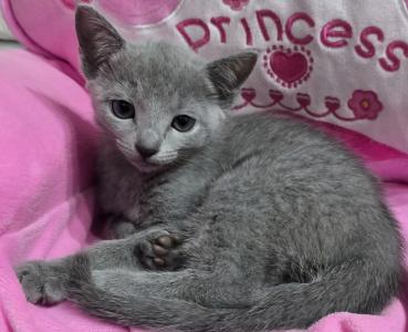 Reinrassige Russisch blau, kitten, champion linie, Weibchen, Stammbaum, Maine coon,