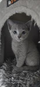 Reinrassige Russisch blau, kitten, champion linie, Weibchen, Stammbaum, Maine coon,